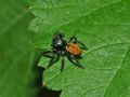 Carrhotus xanthogramma